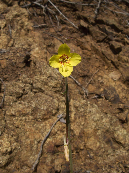 Camissonia-californica-suncup-Pt-Mugu-2010-05-08-IMG 5123