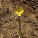 Camissonia-californica-suncup-Pt-Mugu-2010-05-08-IMG 5123