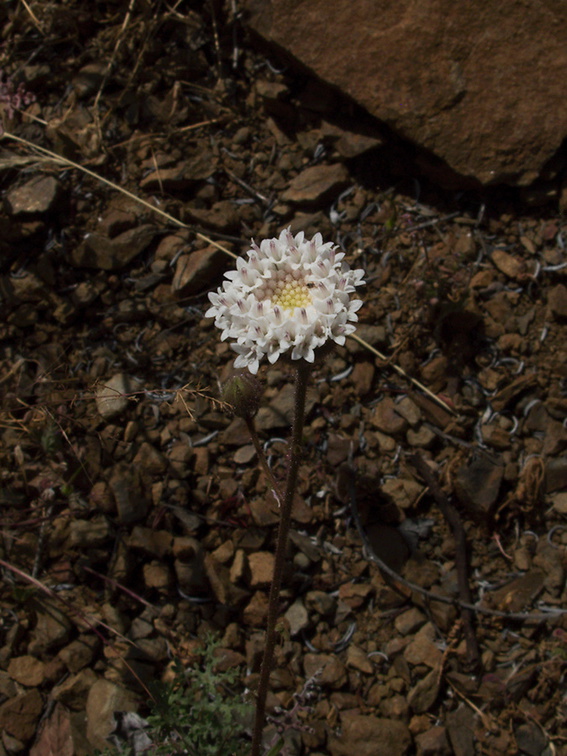 Chaenactis-artemisifolia-white-pincushion-Pt-Mugu-2010-05-08-IMG 5096