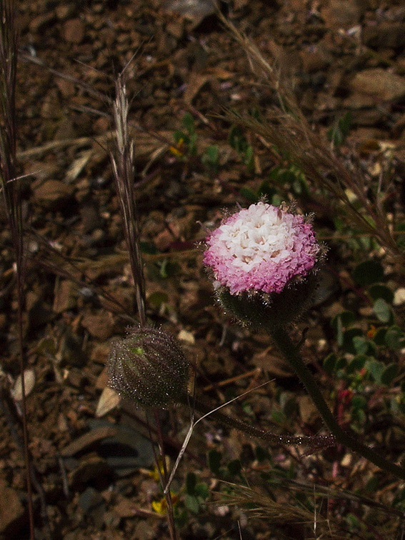 Chaenactis-artemisifolia-white-pincushion-with-pink-flowers-Pt-Mugu-2010-05-08-IMG 5094