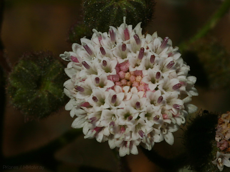 Chaenactis-artemisiifolia-pincushion-Pt-Mugu-2008-05-13-img 7058