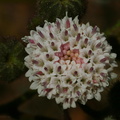 Chaenactis-artemisiifolia-pincushion-Pt-Mugu-2008-05-13-img 7058