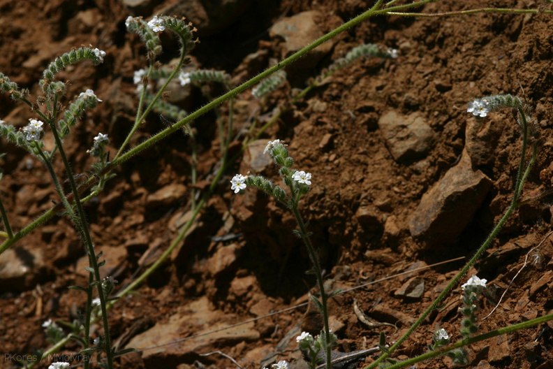 Cryptantha-sp-angustifolia-Pt-Mugu-2008-05-13-img 7064