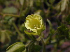 Emmenanthe penduliflora fl2-2003-05-16