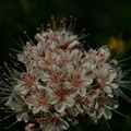 Eriogonum-fasciculatum-California-buckwheat-Pt-Mugu-2008-05-16-img 7116