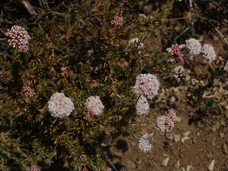 Eriogonum-fasciculatum-California-buckwheat-Pt.Mugu-2009-05-27-IMG 3067