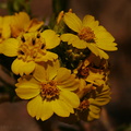 Hemizonia-fasciculata-slender-tarweed-Pt-Mugu-2008-05-13-img_7056.jpg
