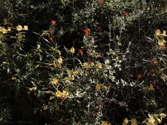 Keckiella-cordifolia-and-Mimulus-aurantiacus-sticky-monkeyflower-Pt.Mugu-2009-05-27-IMG 3060