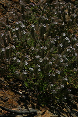 Phacelia-ramosissima-Pt-Mugu-2008-05-16-img 7104