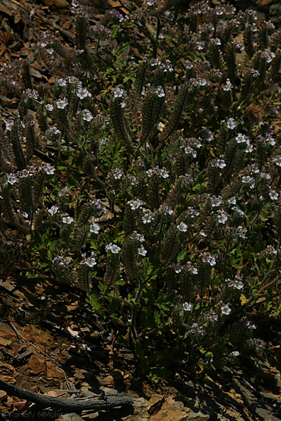 Phacelia-ramosissima-Pt-Mugu-2008-05-16-img_7104.jpg