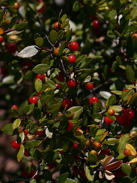 Rhamnus-crocea-spiny-redberry-Pt-Mugu-2008-05-18-img_7148.jpg