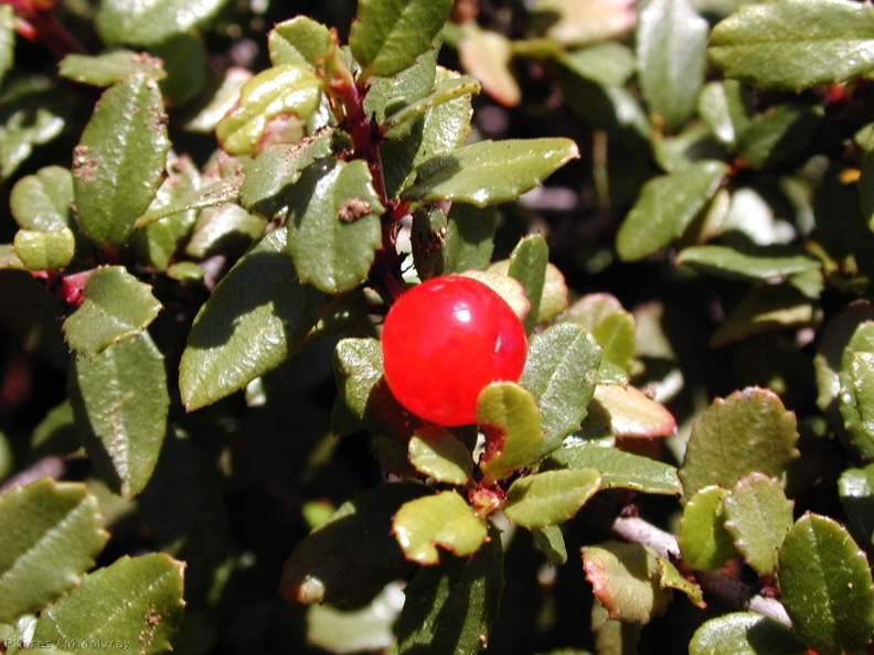 Rhamnus crocea berries2-2003-05-01