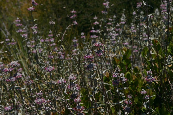 Salvia-leucophylla-landscape-Pt-Mugu-2008-05-13-img 7086