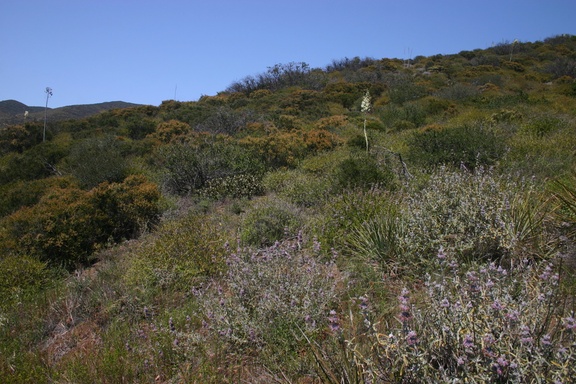 Salvia-leucophylla-landscape-Pt-Mugu-2008-05-13-img 7089