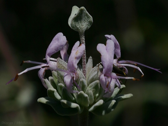 Salvia-leucophylla-purple-sage-Pt-Mugu-2008-05-18-img 7135
