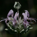 Salvia-leucophylla-purple-sage-Pt-Mugu-2008-05-18-img 7135