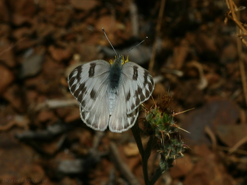 butterfly3-Pt-Mugu-2008-05-13-img_7060.jpg