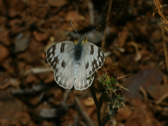 butterfly3-Pt-Mugu-2008-05-13-img 7060