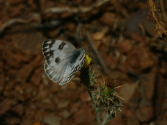 butterfly3-Pt-Mugu-2008-05-13-img 7061