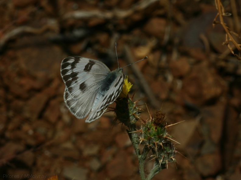butterfly3-Pt-Mugu-2008-05-13-img_7061.jpg