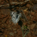 butterfly3-Pt-Mugu-2008-05-13-img_7062.jpg