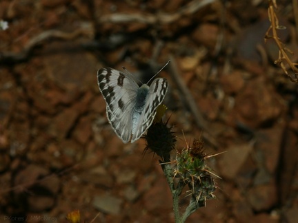 butterfly3-Pt-Mugu-2008-05-13-img 7062