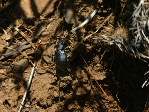 dung-beetle-Pt-Mugu-2008-05-13-img 7079