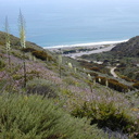landscape yucca ocean-2003-05-16