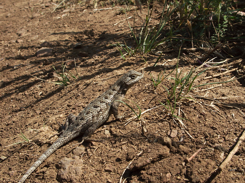 lizard-western-fence-Sceleporus-occidentalis-Pt-Mugu-2010-05-08-IMG_5050.jpg