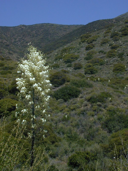yucca infl1 mtns-2005-05-30