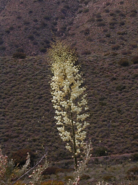 yucca infl chaparral-2003-05-16