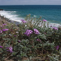 Abronia-umbellata-sand-verbena-roadside-Pt-Mugu-2012-06-12-IMG_2051.jpg