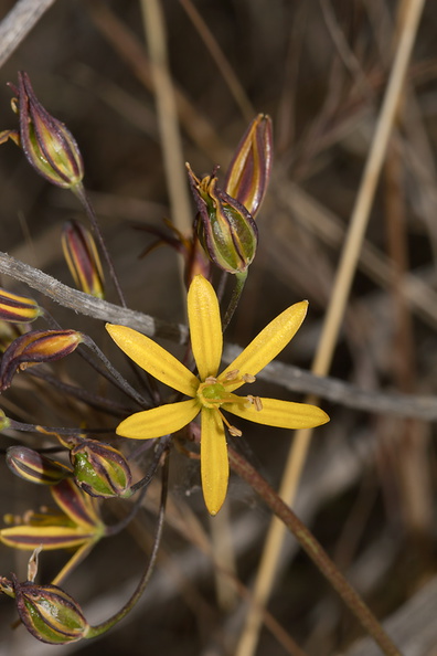 Bloomeria-crocea-gold-stars-Sycamore-Cove-Overlook-Pt-Mugu-2012-06-12-IMG_5379.jpg