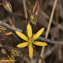 Bloomeria-crocea-gold-stars-Sycamore-Cove-Overlook-Pt-Mugu-2012-06-12-IMG 5379