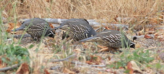 Callipepla-californica-California-quail-Sycamore-Cove-Pt-Mugu-2012-06-04-IMG 5257
