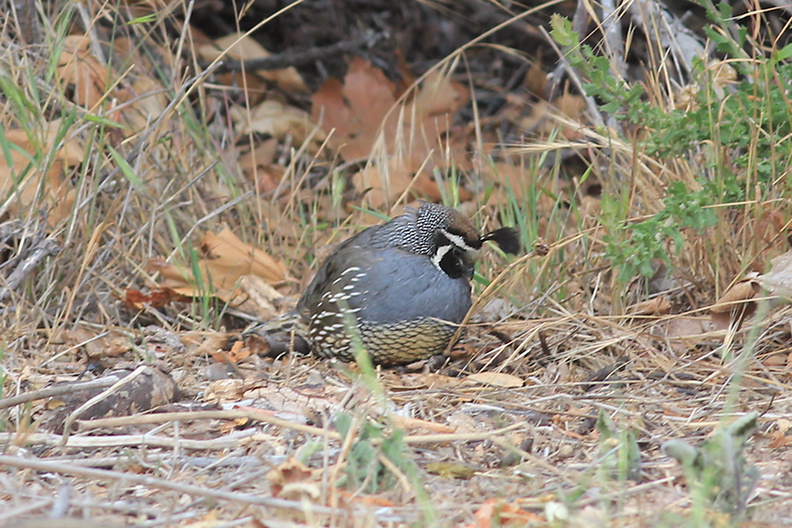 Callipepla-californica-California-quail-Sycamore-Cove-Pt-Mugu-2012-06-04-IMG_5258.jpg