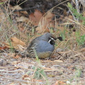 Callipepla-californica-California-quail-Sycamore-Cove-Pt-Mugu-2012-06-04-IMG 5258