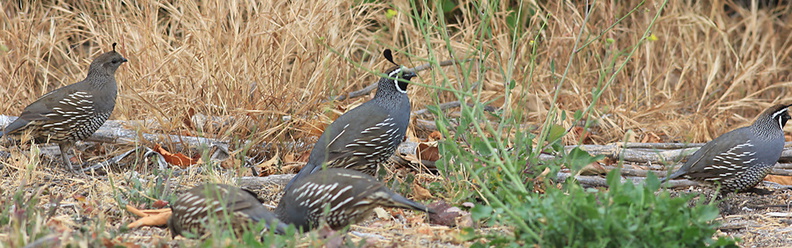 Callipepla-californica-California-quail-Sycamore-Cove-Pt-Mugu-2012-06-04-IMG_5263.jpg