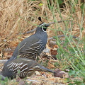 Callipepla-californica-California-quail-Sycamore-Cove-Pt-Mugu-2012-06-04-IMG 5263