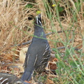 Callipepla-californica-California-quail-Sycamore-Cove-Pt-Mugu-2012-06-04-IMG 5264