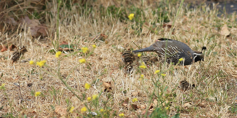 Callipepla-californica-California-quail-with-chicks-Sycamore-Cove-Pt-Mugu-2012-06-04-IMG_5160.jpg