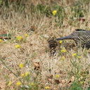 Callipepla-californica-California-quail-with-chicks-Sycamore-Cove-Pt-Mugu-2012-06-04-IMG 5160
