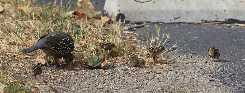 Callipepla-californica-California-quail-with-chicks-Sycamore-Cove-Pt-Mugu-2012-06-04-IMG_5163.jpg