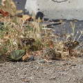 Callipepla-californica-California-quail-with-chicks-Sycamore-Cove-Pt-Mugu-2012-06-04-IMG 5163