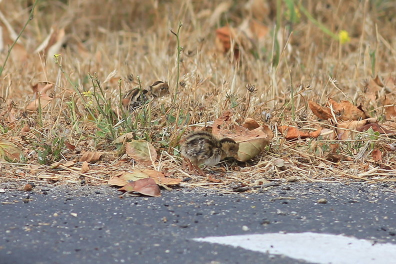 Callipepla-californica-California-quail-with-chicks-Sycamore-Cove-Pt-Mugu-2012-06-04-IMG_5173.jpg