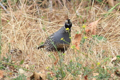 Callipepla-californica-California-quail-with-chicks-Sycamore-Cove-Pt-Mugu-2012-06-04-IMG 5187
