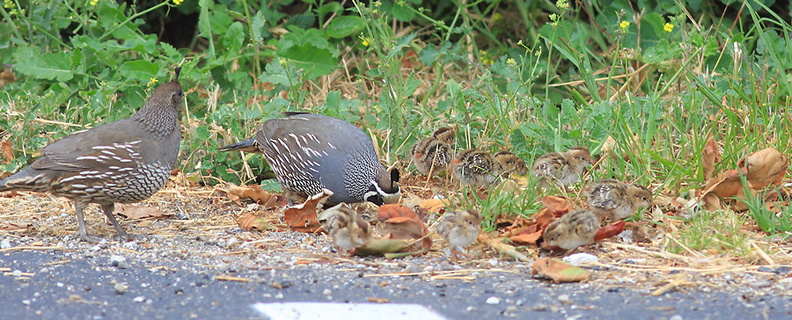 Callipepla-californica-California-quail-with-chicks-Sycamore-Cove-Pt-Mugu-2012-06-04-IMG_5204.jpg