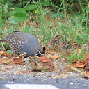 Callipepla-californica-California-quail-with-chicks-Sycamore-Cove-Pt-Mugu-2012-06-04-IMG 5204