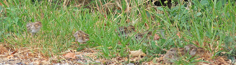 Callipepla-californica-California-quail-with-chicks-Sycamore-Cove-Pt-Mugu-2012-06-04-IMG_5208.jpg