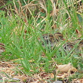 Callipepla-californica-California-quail-with-chicks-Sycamore-Cove-Pt-Mugu-2012-06-04-IMG 5208